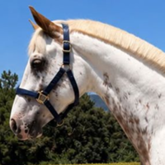 VICTORIO RM FOALS