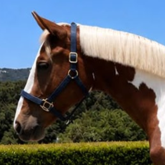MARIPINTA RM FOALS