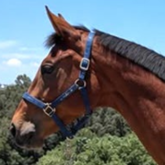 MARISA RM FOALS