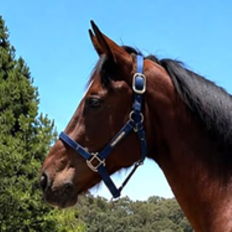 QUEEN EMERALD RM FOALS