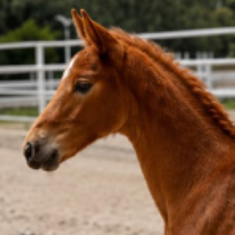 RYLLAS RM FOALS