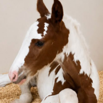 TAITTINGER RM FOALS
