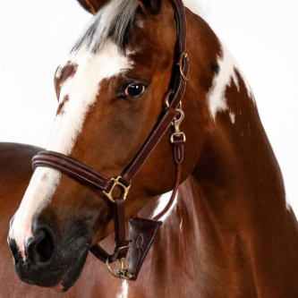 CAYEN BREEDING MARES
